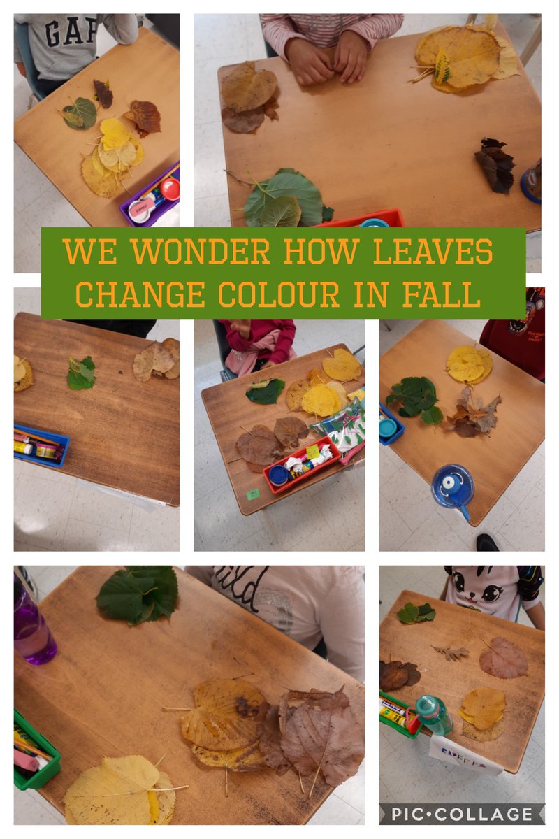 MGolts's tweet photo. Ss in 1S2 @DixiePSchool explored Fall leaves in our outdoor classroom. #littlewonders #scienceandmath #outdoorplay #makingconnections https://t.co/5WQPFqVrrn