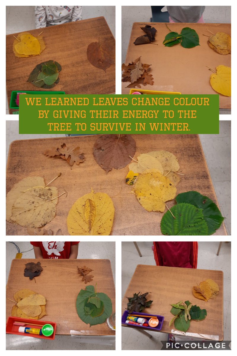 Ss in 1S2 <a href="/DixiePSchool/">Dixie Public School</a> explored Fall leaves in our outdoor classroom. #littlewonders #scienceandmath #outdoorplay #makingconnections