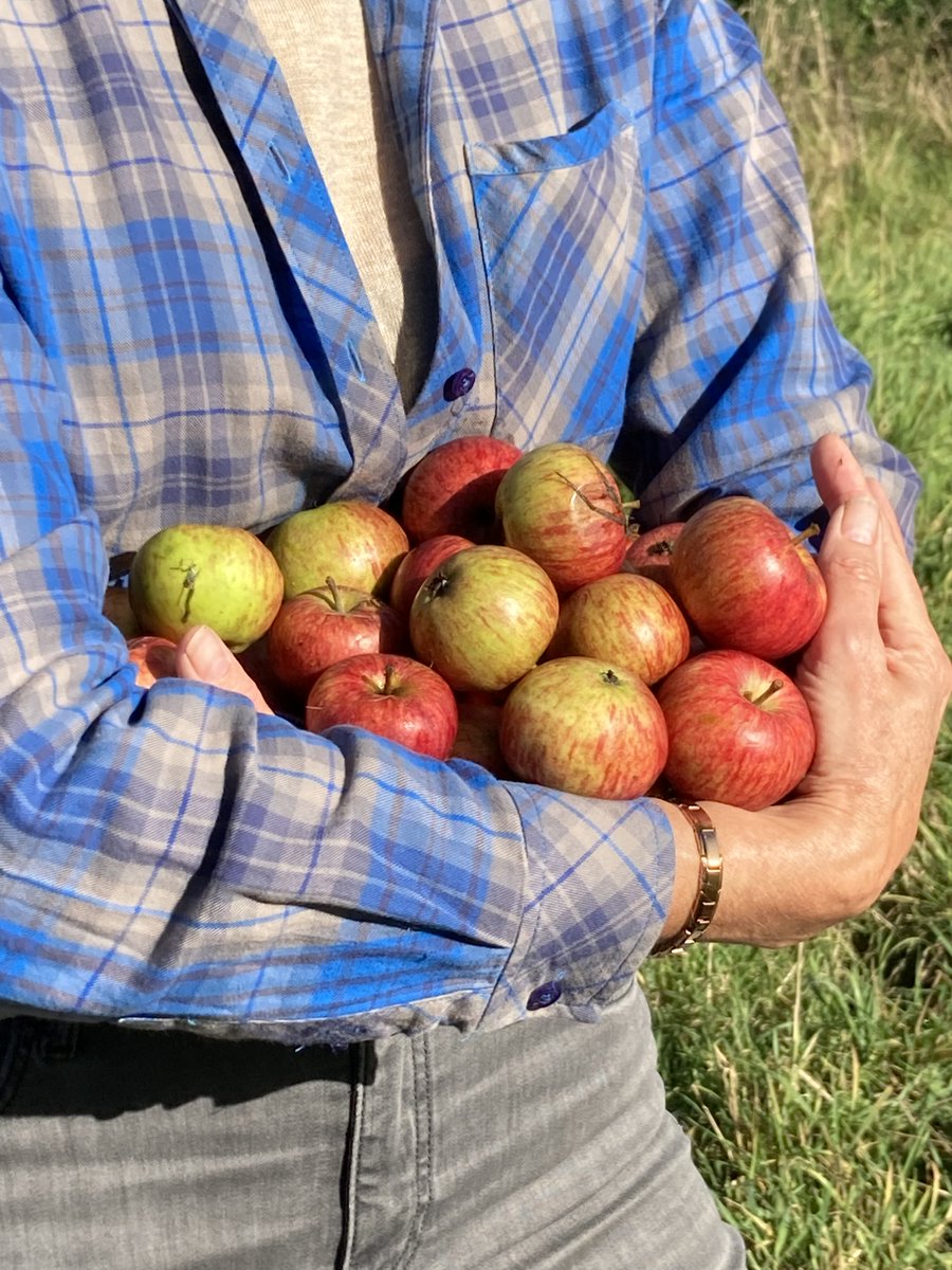 Pop-In Pick Your Own Mornings : SAT 13 NOV
Bring a bag or two &amp; fill up with different varieties to cook &amp; enjoy at home as well as meet some of our Orchardeers.  2nd &amp; 4th Sats of the month, 
10.30-12.30pm til December
#chippingcampden
#Cotswolds #orchard #foraging #naturelovers