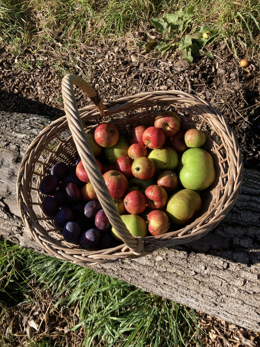 Pop-In Pick Your Own Mornings : SAT 27 NOV
Bring a bag or two &amp; fill up with different varieties to cook &amp; enjoy at home as well as meet some of our Orchardeers.  2nd &amp; 4th Sats of the month, 
10.30-12.30pm til December
#chippingcampden
#Cotswolds #orchard #foraging