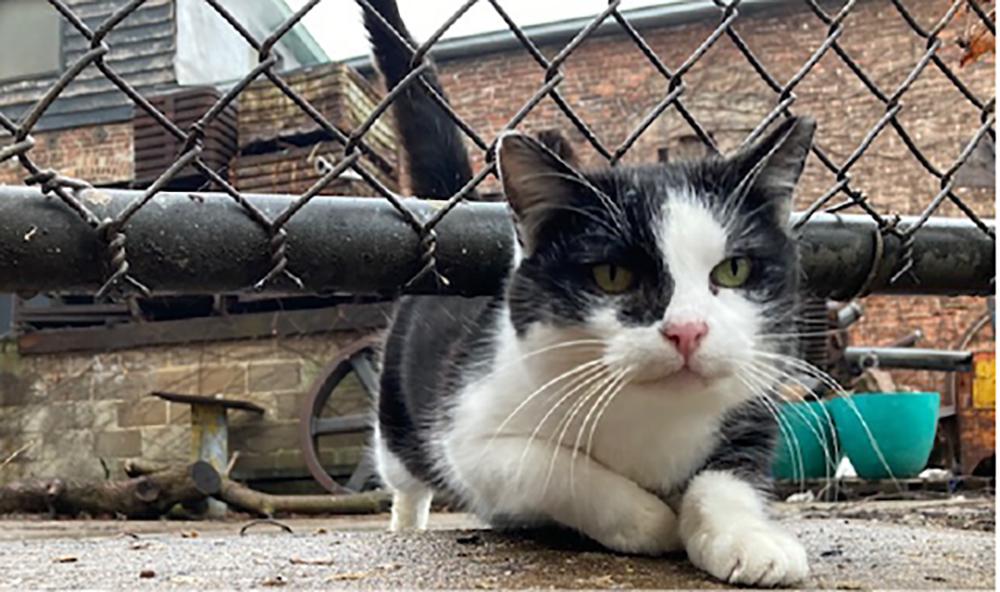 RascalDublin's tweet photo. Join us this Saturday for the Ohio Community Cat Summit. October 9th, 2021 from 12:30-4:30pm. This is a virtual workshop, so you can attend from anywhere! Dr.G from Rascal is amongst the speakers at this seminar. For more information, https://t.co/CEgDBA4mKX https://t.co/TZEwuNObkk