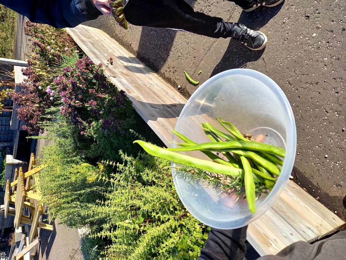 It's all about Frittata in the garden today. Who knew runner beans, garlic and potatoes would be such a hit! #eatyourgreens #ruralskills #outdoorlearning