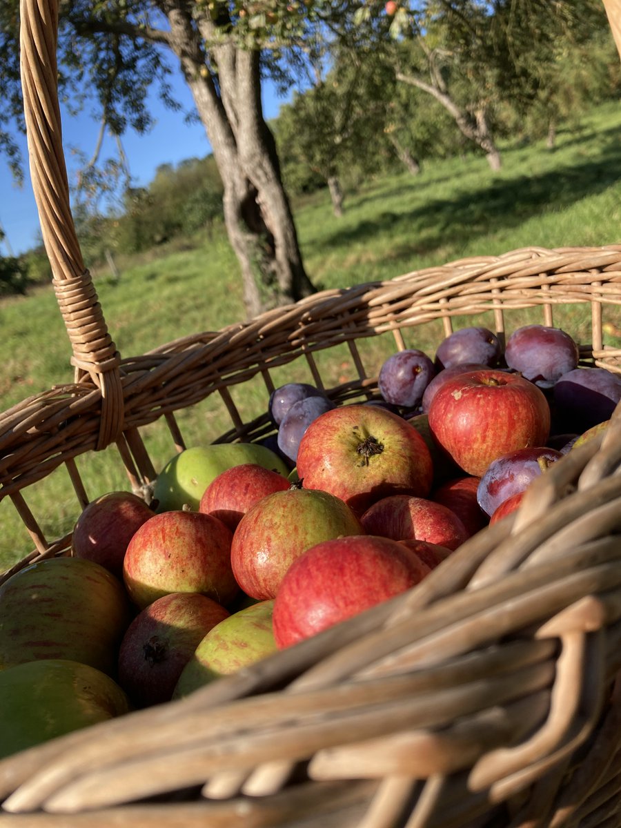 Pop-In Pick Your Own Mornings : SAT 27 NOV
Bring a bag or two &amp; fill up with different varieties to cook &amp; enjoy at home as well as meet some of our Orchardeers.  2nd &amp; 4th Sats of the month, 
10.30-12.30pm til December
#chippingcampden
#Cotswolds #orchard #foraging