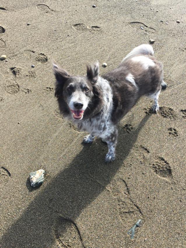 BedewordChapter's tweet photo. @Masonic_Charity @WarksCharity On his favourite beach https://t.co/77dQ2eTJbv