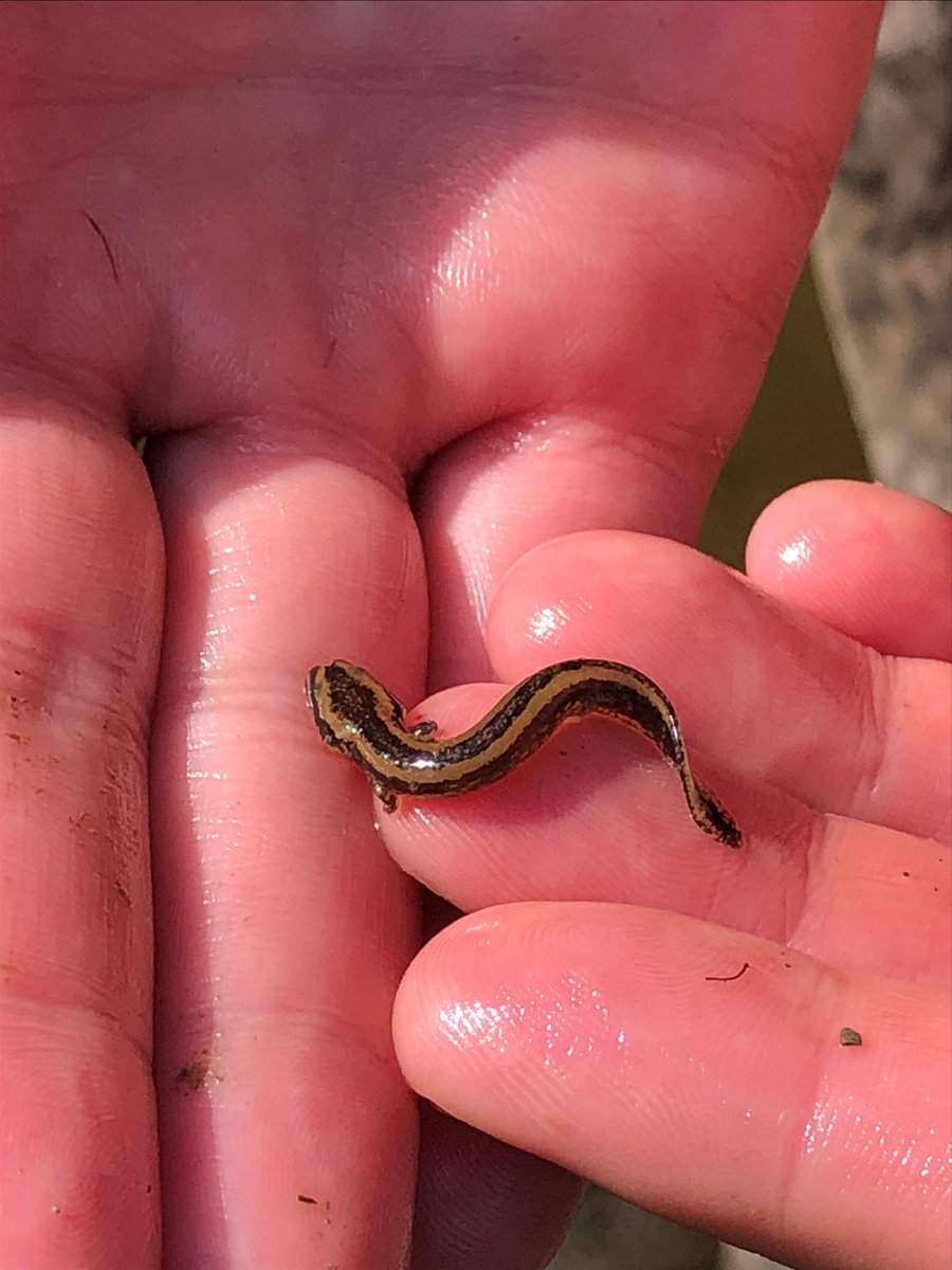 mudpuppy_love's tweet photo. This is what a brand new hatchling mudpuppy looks like. The yellowish stripes fade with age and are replaced with the classic spotted pattern.
#mudpuppylove #necturusmaculosus https://t.co/tAMtYbsAsB