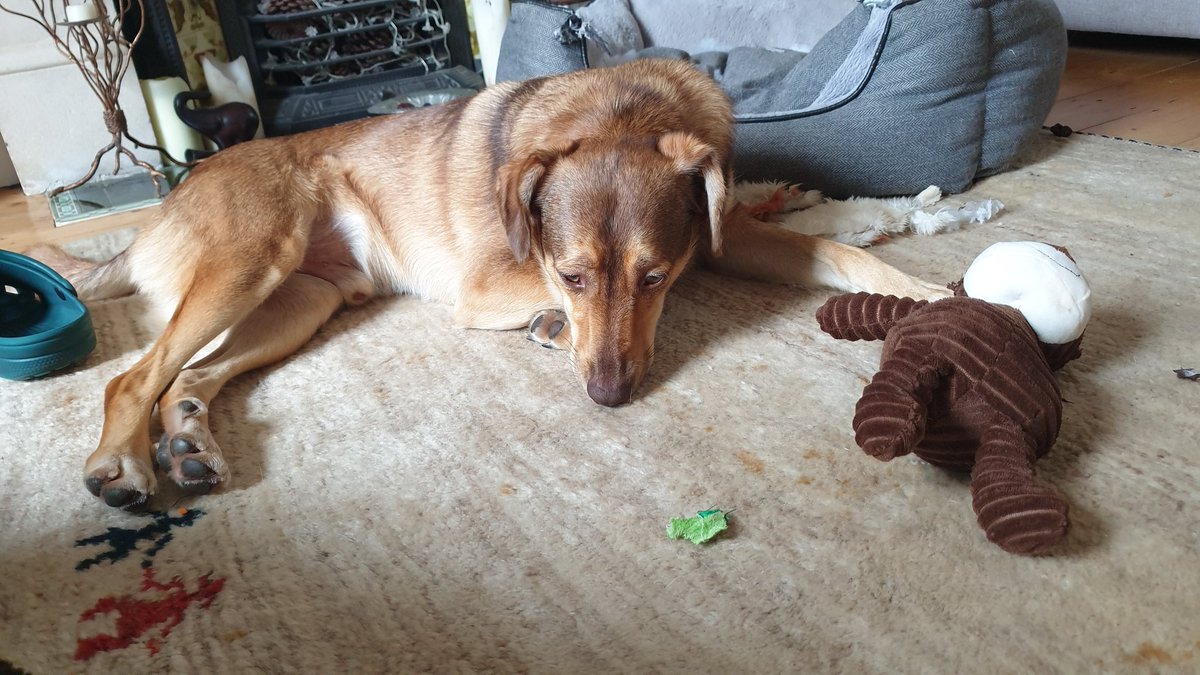 mfg_moghal's tweet photo. @autodesku My dog showing a disturbing lack of excitement about #AU2021 #petsofau https://t.co/rLOYURpOYv