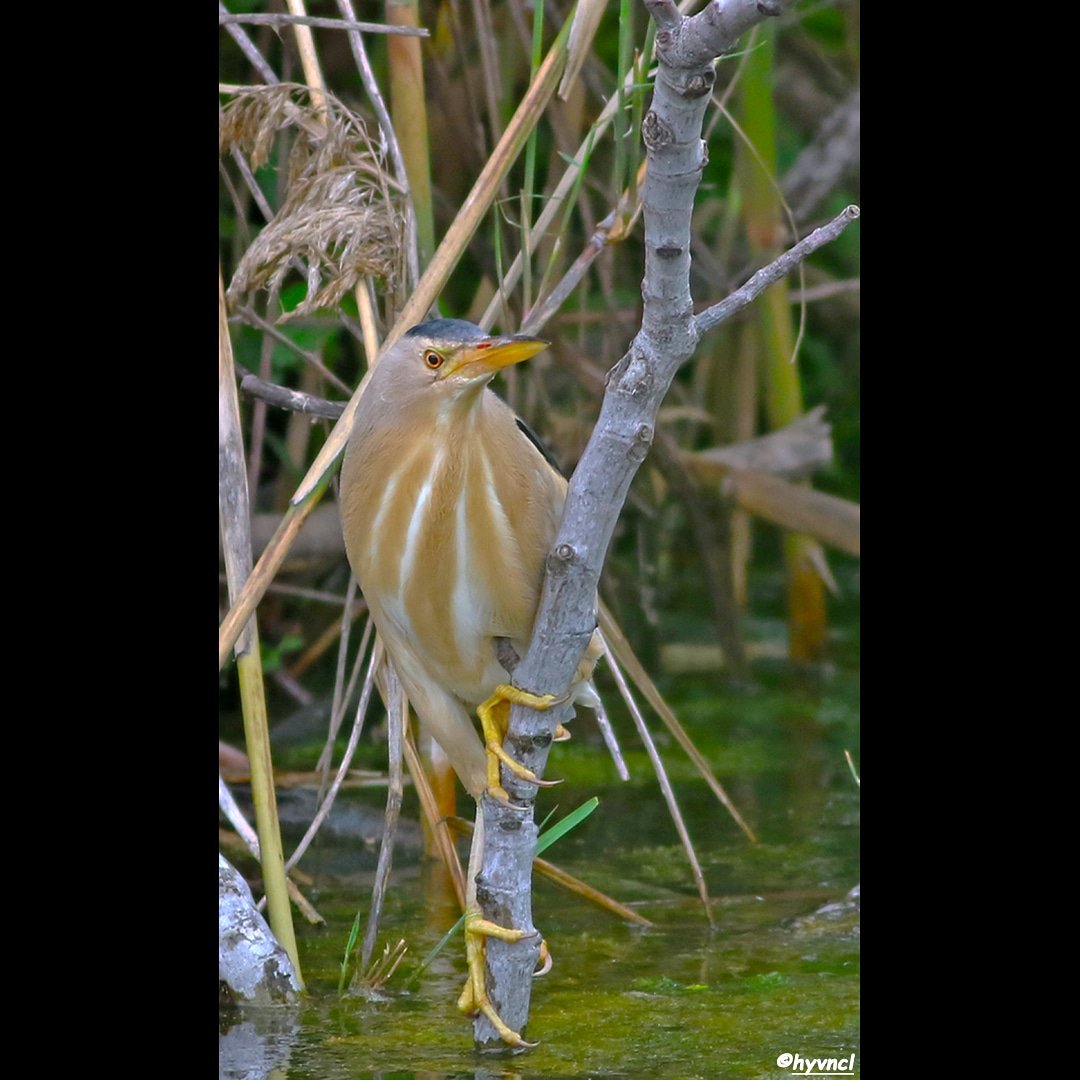 OzgunSozuer's tweet photo. TRAKUS | Küçük Balaban

https://t.co/otgS5Yi0PI 
#littlebittern #ixobrychusminutus #pajareo #hayvamanzaraları #16x9_birds #birdsoftwitter #500pxrtg #ThePhotoHour #dailyphoto #PintoFotografía #thePhotoNow #yourshot #photooftheday @LensAreLive #photoHDR #FotoRshot #BackToNature https://t.co/ks1WcuVnLJ