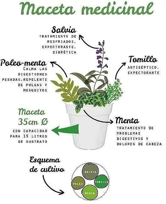 Maceta Medicinal