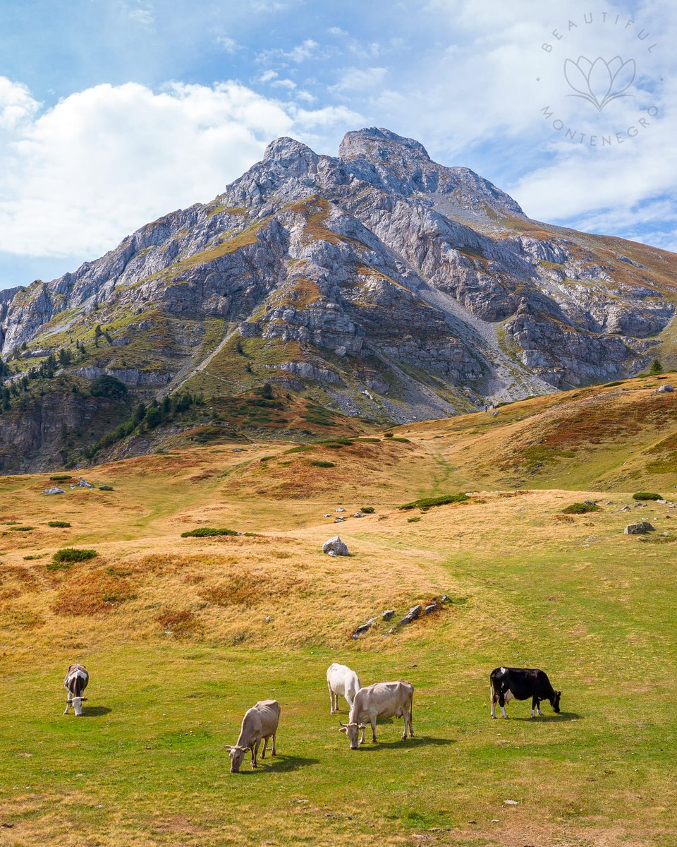 beautifulmne's tweet photo. Komovi Mountain is one of the three most impressive and most magnificent mountain ranges of Montenegro and also of Dinaric Alps - Dinarides.
.
.
#montenegro #dinaricalps #crnagora #naturephotography #mountain #natgeo #dinrides #october #todayphotography https://t.co/sYsMRYq0l8