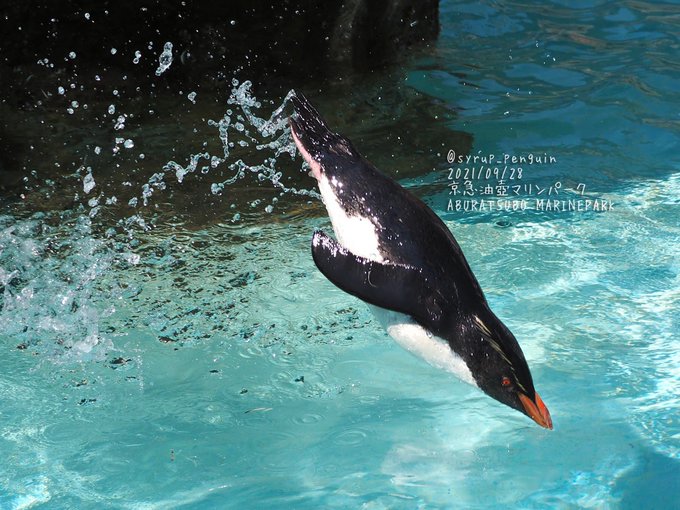 キタイワトビペンギンのtwitterイラスト検索結果