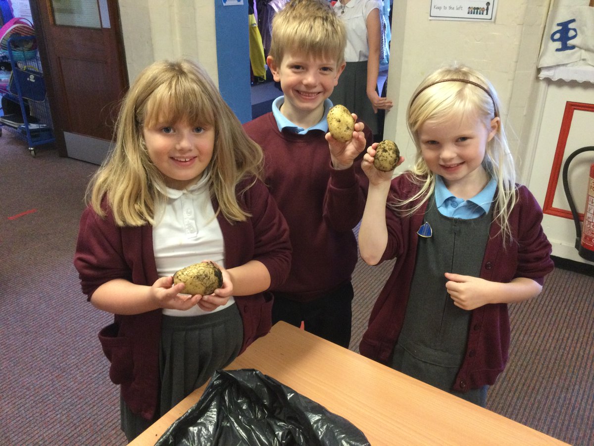 EllisonPrimary's tweet image. Last year, Year 2 planted potatoes as part of our Science topic. We put the potatoes into the ground,  made sure they were watered every day and watched the plants grow big and flower. Then we watched the flowers and plants wilt. Look at them now! #ellisonscience