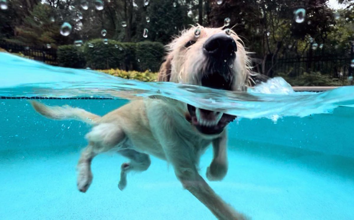 GDomeGlobal's tweet photo. @kali.dood
chomping’ the water!! 🌊💧💙 #labradoodle #f1labradoodles #doodle gdomeglobal #kalidood #swim #waterpup #gdome #overunder #water https://t.co/43E6XVup1B