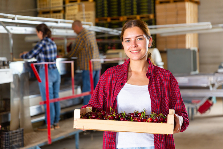 CCherriesUK's tweet photo. #Cherries are shaken off the tree and placed into large tanks where the #fruit remains for 6-8hrs, while being constantly flushed with cold water. They are then taken to a processing facility where they are pitted and either canned, frozen, or juiced.

🍒 #Health #Nutrition https://t.co/bRKTFBoyhs