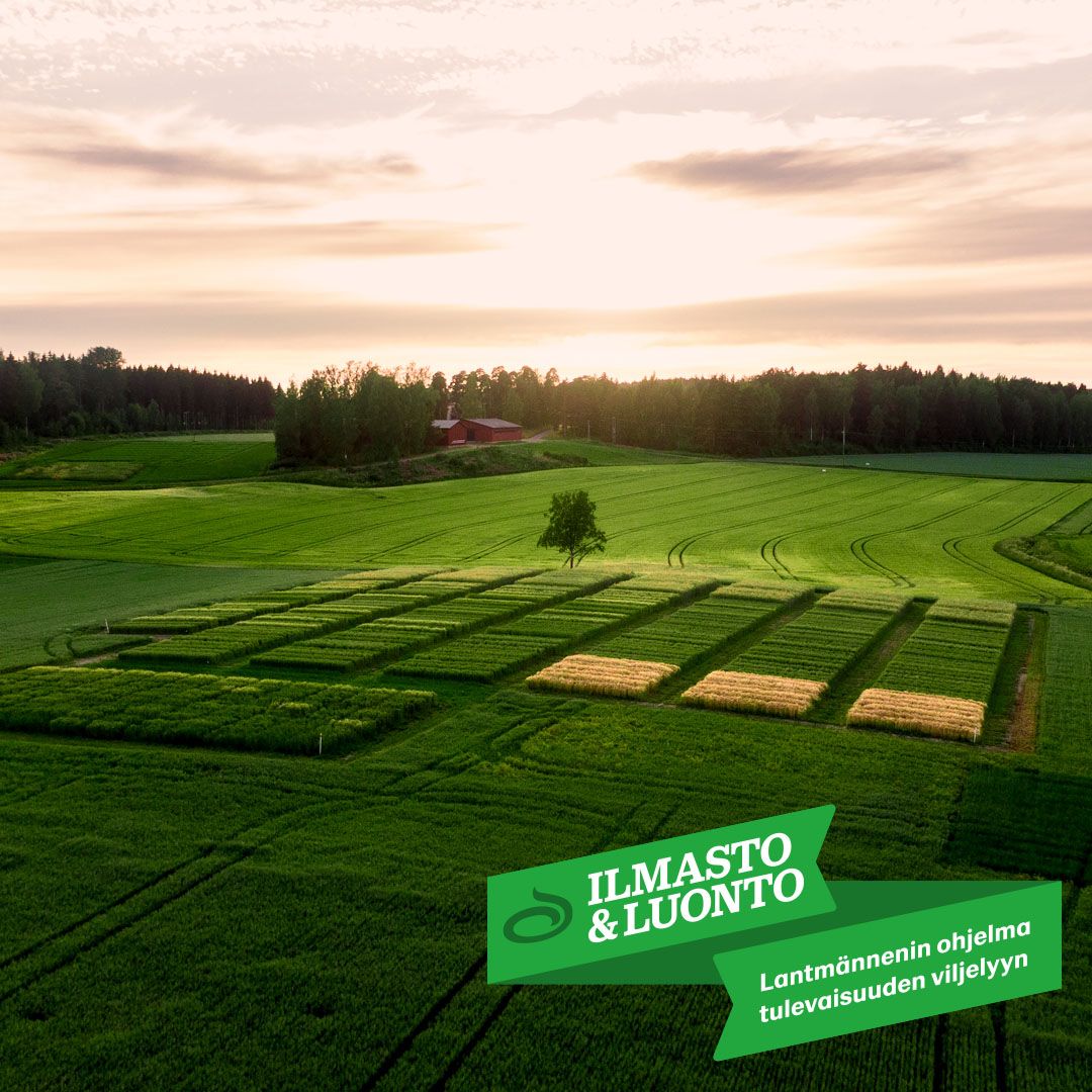 Lantmännenin #IlmastojaLuonto ohjelmassa tehdään konkreettisia tekoja pellolla kestävämmän rukiin #viljely'n puolesta: 
🚜Biopolttoainetta
🌤 Ilmastoystävällisempiä lannoitteita
☘ Hiilensidontaa maaperään
🐦Lintujen pesinnän turvaamista
🐝Kukkivia vyöhykkeitä pörriäisille