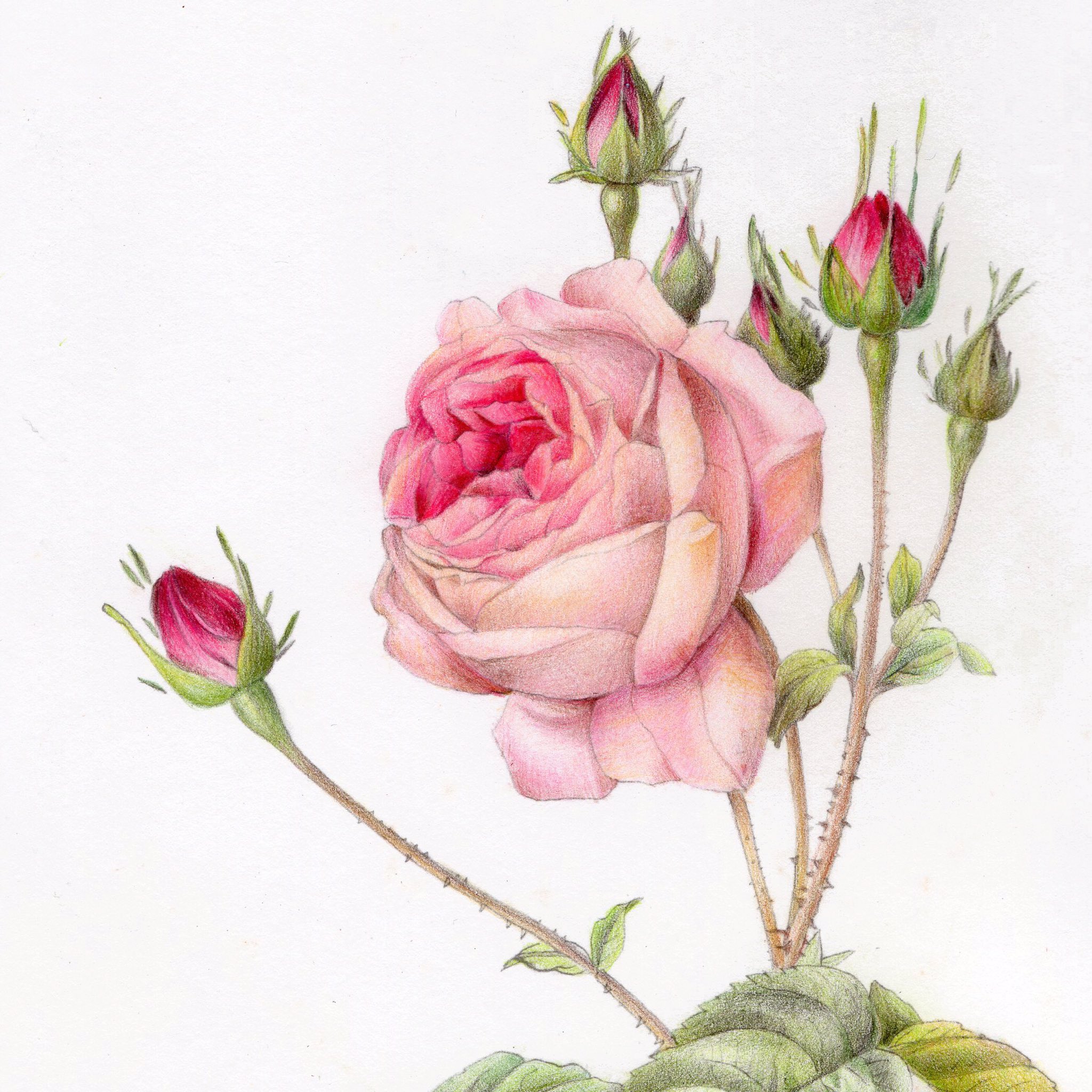 子筑on Twitter 發現掃描的色彩飽和度好很多 玫瑰 玫瑰花 薔薇 月季 掃描 手繪 色鉛筆 色鉛筆畫 畫圖 舒壓 花 花朵 上色 著色 著色畫