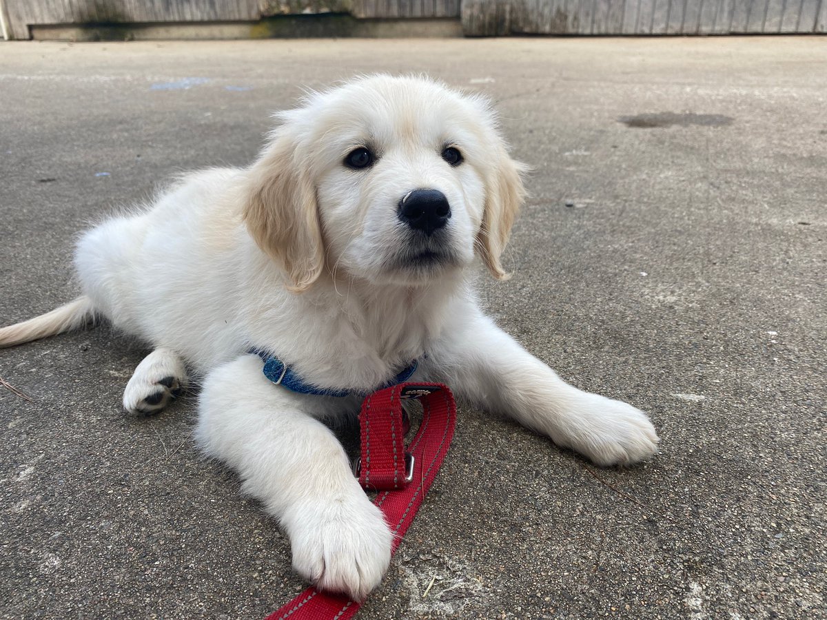 “It’s Wednesday?” “NO WAY!” 
#wednesdaythought #servicedog #dogs #gofi