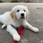 Photo by Golden Opportunities for Independence GOFIDOG (@gofidogs)
