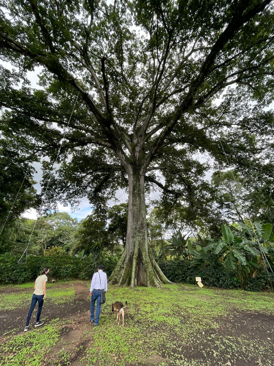 Adán Peña tweet media