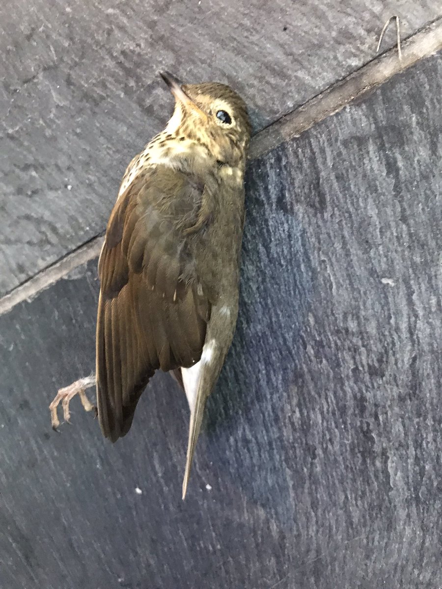 LightsOutBalt's tweet photo. Another slow night for migration through #CharmCity, with just a few casualties: a Common Yellowthroat, a Swainson’s Thrush, and one whose ID is stumping us :) #turnthelightsout #treatyourglass #birdmonitoring https://t.co/woMoW5HAIy