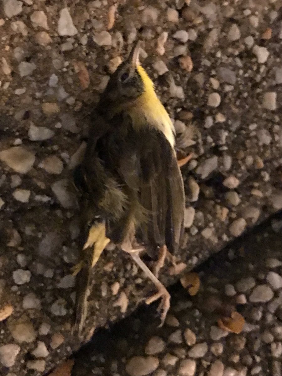 LightsOutBalt's tweet photo. Another slow night for migration through #CharmCity, with just a few casualties: a Common Yellowthroat, a Swainson’s Thrush, and one whose ID is stumping us :) #turnthelightsout #treatyourglass #birdmonitoring https://t.co/woMoW5HAIy
