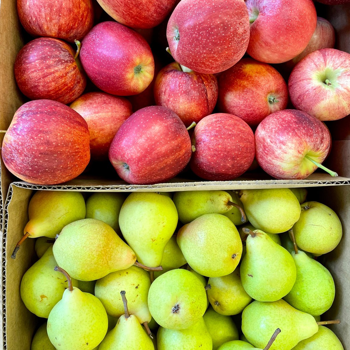 NMPSFoodService's tweet photo. Apples &amp; pears fresh off the trees at @RogersOrchards in Southington CT are in our schools this week to celebrate CT Grown for CT Kids week. #CTGrownforCTKids @NES_CT @HPS_CT @SNIS_CT @SMS_CT @NMHS_CT @nmps_supt https://t.co/9tP2YTHqLD