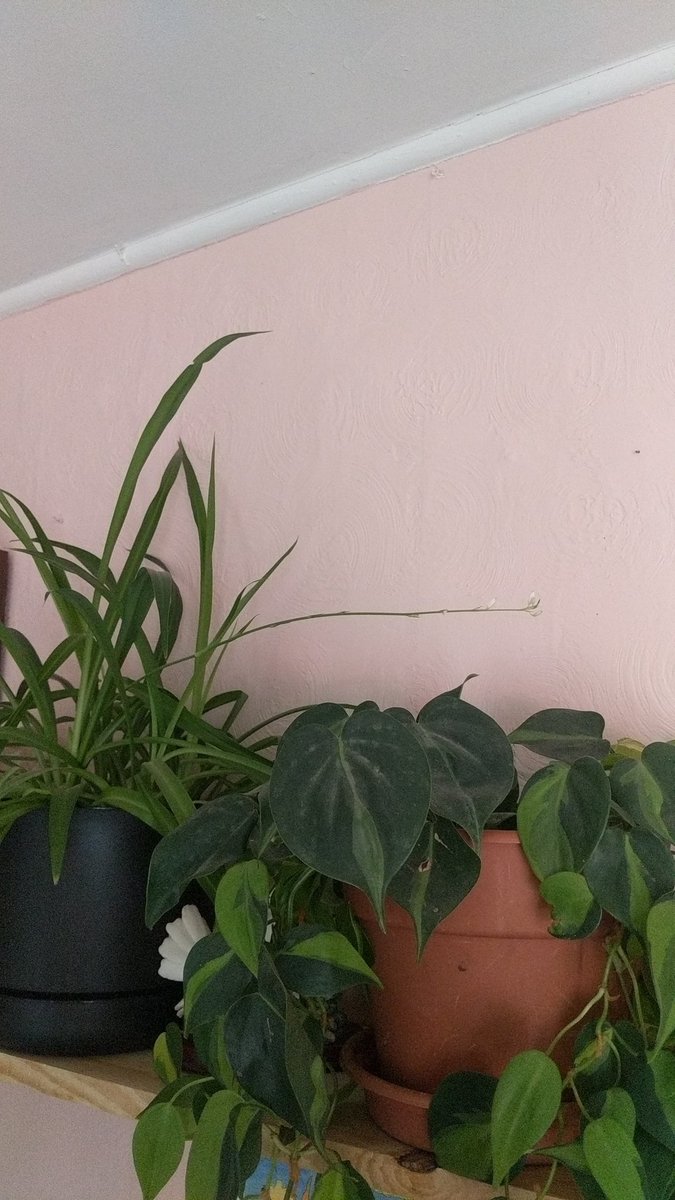 paran0idbitch's tweet photo. I'm so excited this plant hasn't had a baby in over 3 years! https://t.co/tMHL5yBxv6