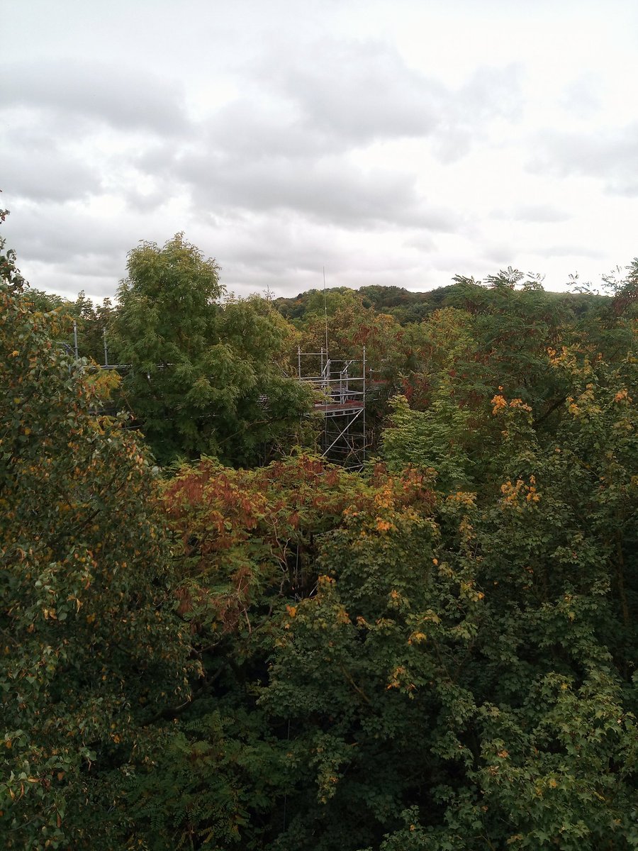 bio_miky's tweet photo. This is how the beginning of Autumn looks like at the tree canopy level @enrico_unigoe
#canopywalk #enricos #ecofun #plantstudy https://t.co/WNUFZbBdRL
