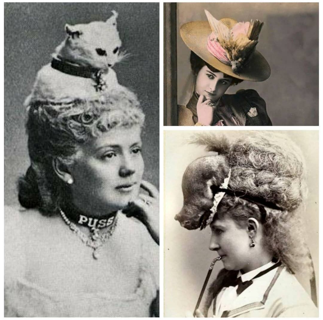 Historygirl tweet media