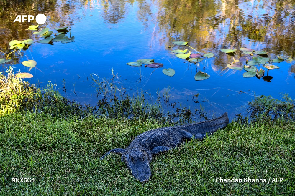 ⚠ Everglades, el humedal más extenso de EEUU, en rehabilitación ecológica: el #calentamientoglobal amenaza el ecosistema subtropical de esta joya del sur Florida con más de 2.000 especies de fauna y flora #AFP 

➡ u.afp.com/UtLv
✍ @Ge1604
📸 <a href="/Chandanphoto/">Chandan Khanna</a>
🎥 <a href="/Gianrigo/">Gianrigo Marletta</a>