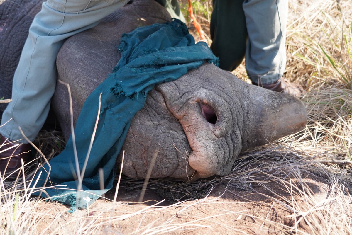 vanessa_duthe's tweet photo. Recently we fitted a new set of transmitters to a few of our black rhino gang. These LoRa horn pods will hopefully give some insight into what these guys get up to 🦏📶

#blackrhino #dicerosbicornis #criticallyendangered #conservation #movementecology 

@blackrhino_ecol https://t.co/86QYMyOqpQ
