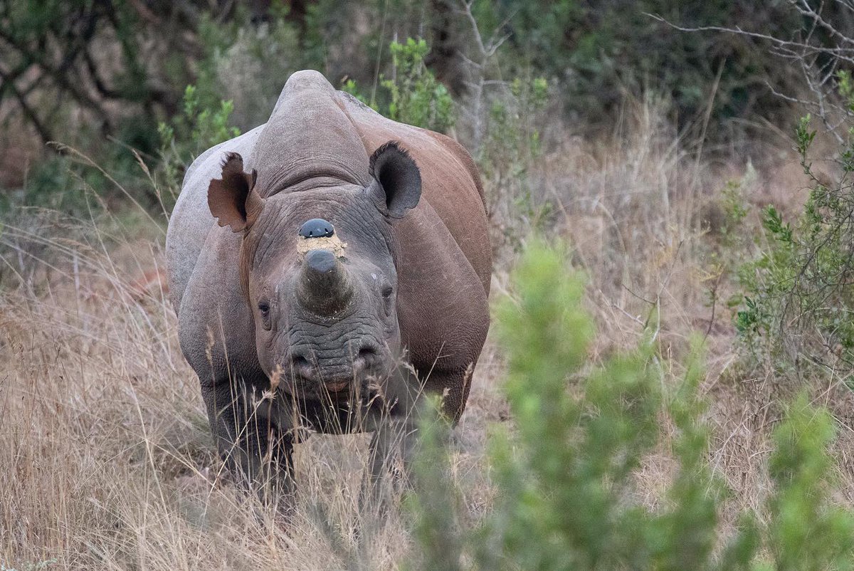 Recently we fitted a new set of transmitters to a few of our black rhino gang. These LoRa horn pods will hopefully give some insight into what these guys get up to 🦏📶

#blackrhino #dicerosbicornis #criticallyendangered #conservation #movementecology 

<a href="/blackrhino_ecol/">The Black Rhino Conservation Ecology Project</a>
