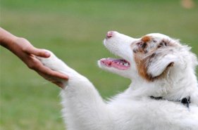 CedasFiat's tweet photo. My happy dog
"My happy dog​" è un ciclo di 5 incontri di educazione di base, 1 teorico e 4 pratici, interamente svolti in lingua inglese.
https://t.co/8ruBU5043i https://t.co/y45RlAkdSg