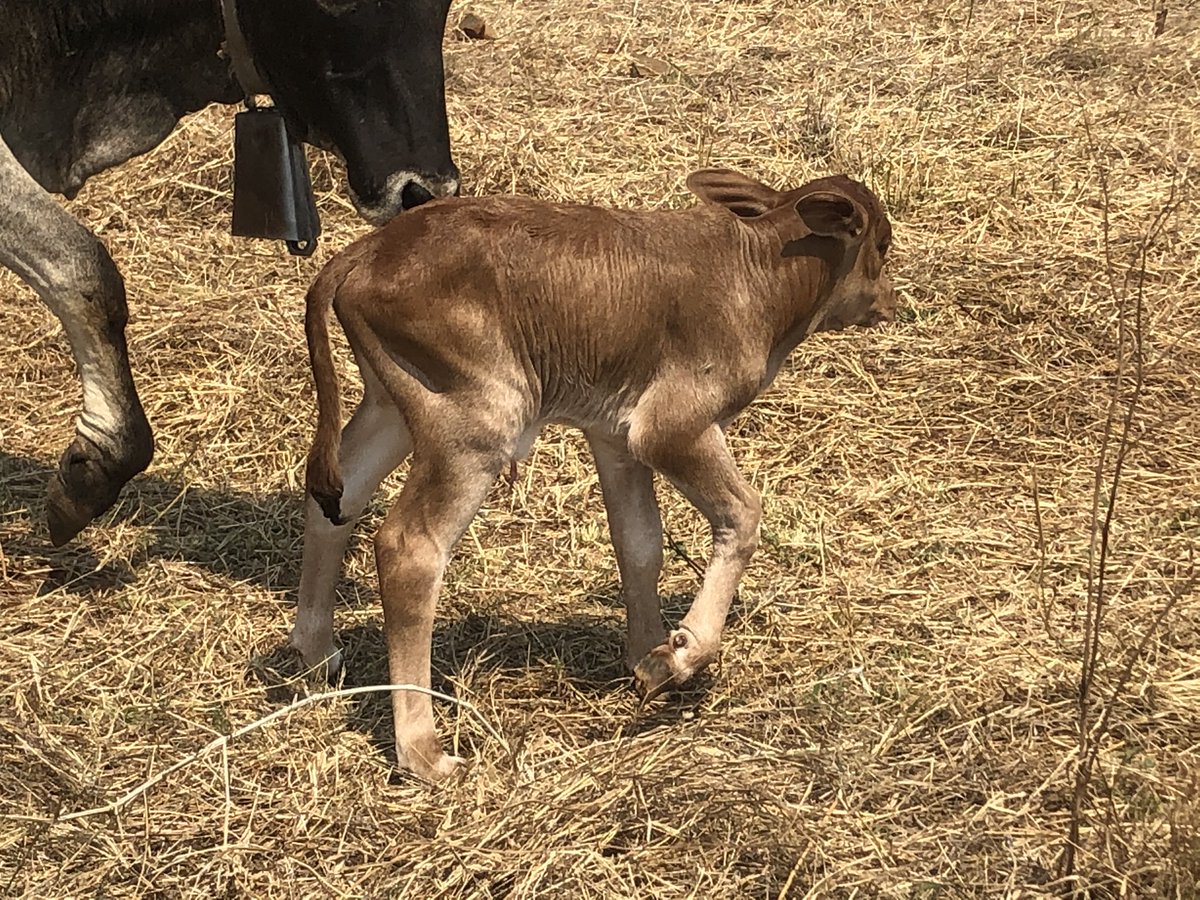 abel4moyo's tweet photo. Calving season is upon us. 34.5kg average birth weight. Target is 38kg. We keep on pushing. @basera_john @FarmDem @mrLethario @cde_king @ThaboDithakgwe #ZimAgricRising https://t.co/bSzx2lICmC