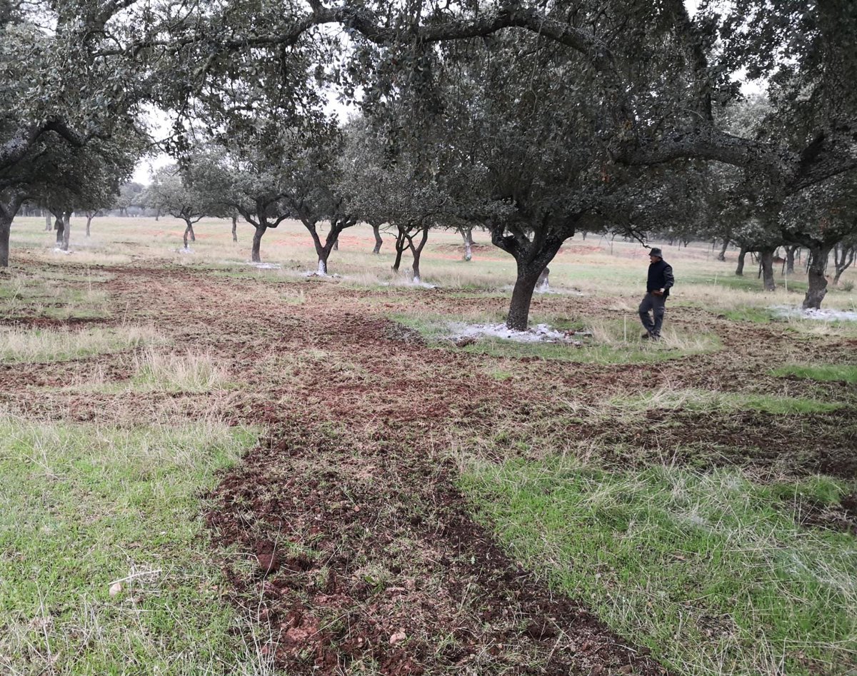 Hoy nos encontramos reforzando las inoculaciones de trufa de verano (𝘛𝘶𝘣𝘦𝘳 𝘢𝘦𝘴𝘵𝘪𝘷𝘶𝘮) que tenemos en marcha en la finca Muñovela (Salamanca-España) para el proyecto LIFE REGENERATE💪🏿

@CSIC @Volterra_ecosys @UniSassari @LIFEprogramme @infouex @fundNYH
#forestal #trufa