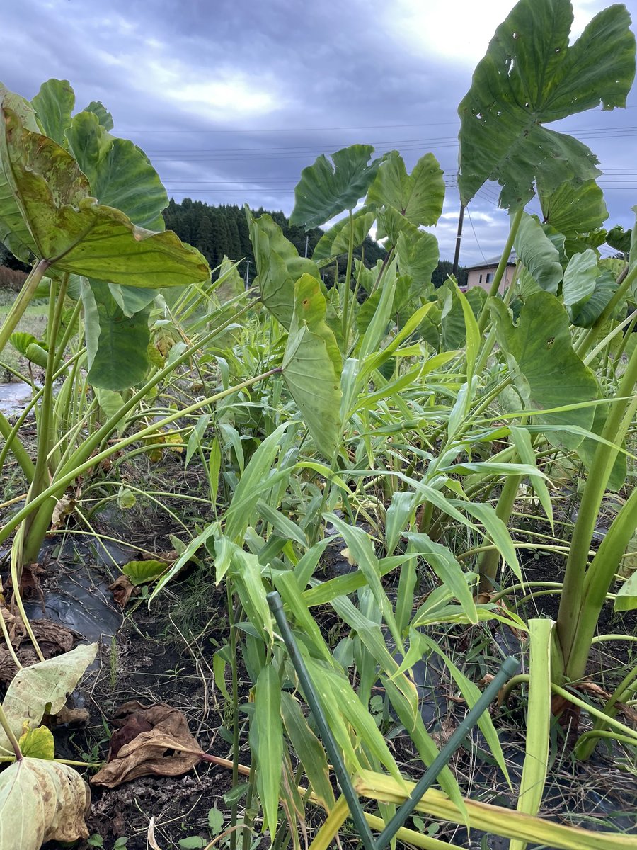 Top Tweets For コンパニオンプランツ Twstalker