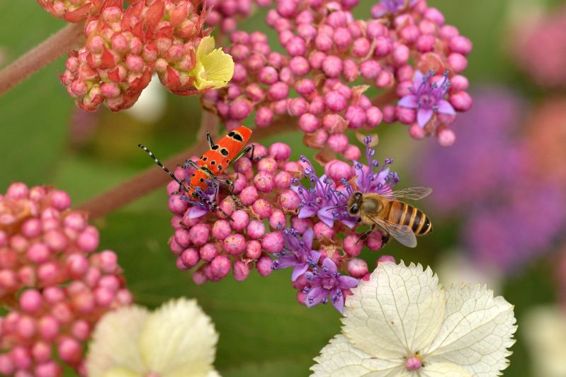 NOTICIASTaiwan's tweet photo. Un ejemplar de #Anaglyptus meridionalis y una #abeja melífera asiática se alimentan de las flores de hortensia Kawakami en el Parque Nacional #SheiPa, en el distrito de #Miaoli.🐝 https://t.co/oVtAW4CoT4 https://t.co/N0lGIvcgFh