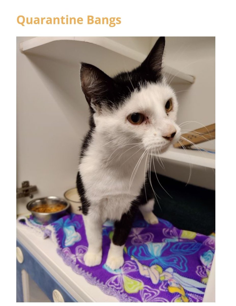 TheoTheCryptid's tweet photo. This was on the Whatcom Humane Society's website and I am losing my mind https://t.co/uqV6AWYqux