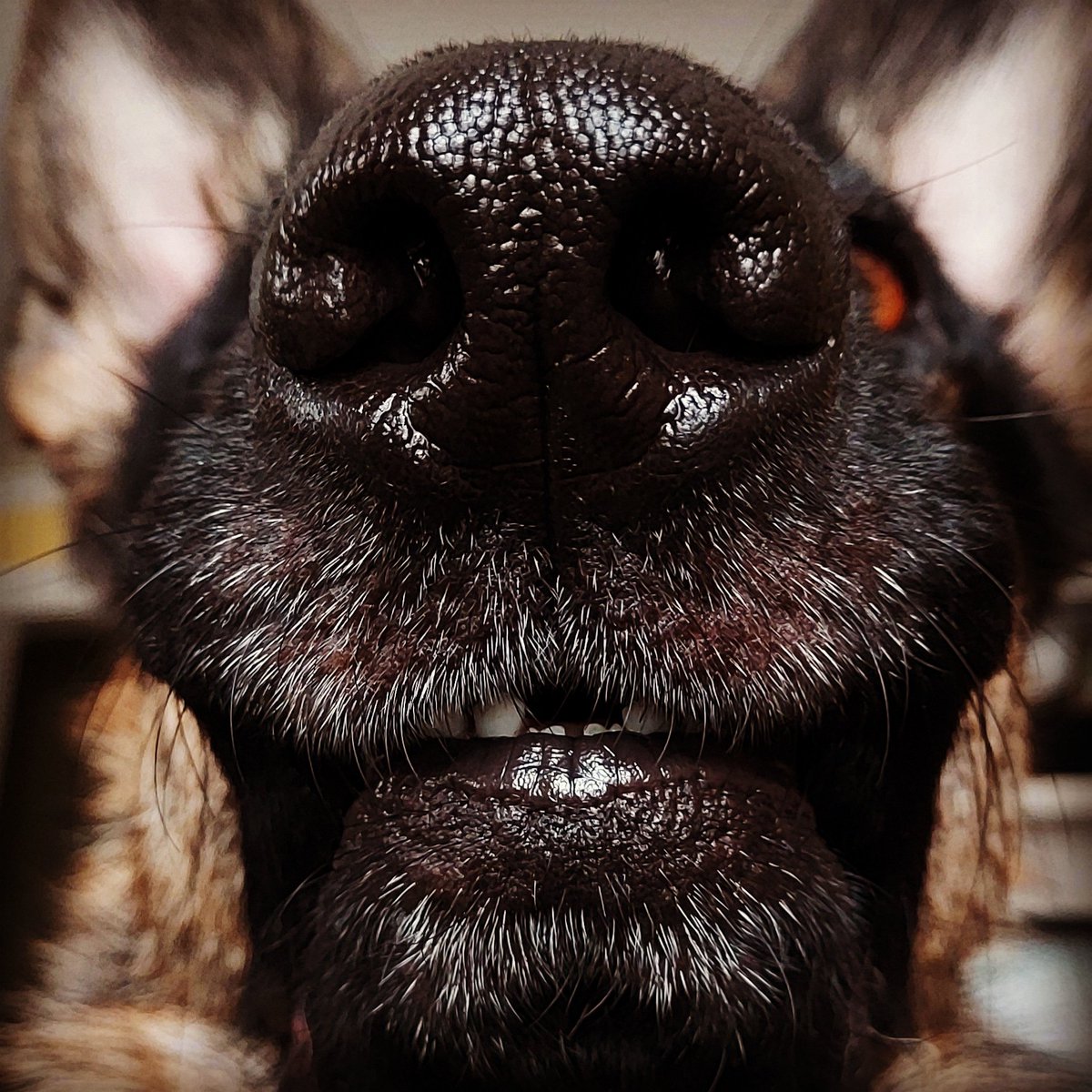 Cat Wilson (Cape_Cod_Cat) Twitter