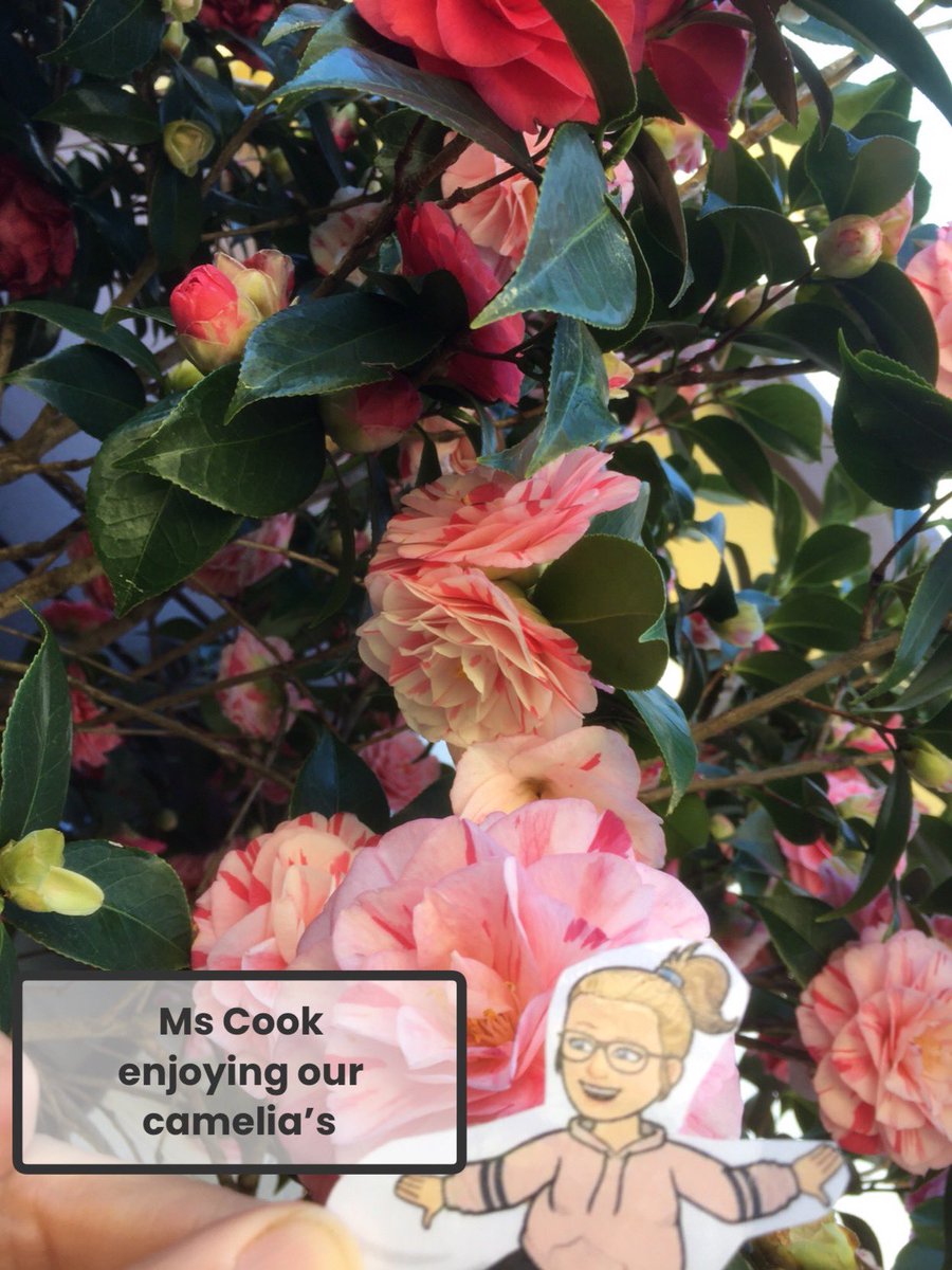 Melissah Cook tweet media