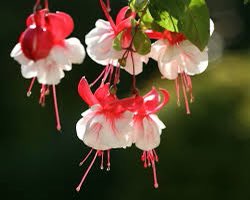 John_LDF_Coach's tweet photo. On Monday we celebrated the life of our dad, the weather was on our side , abd we would like to thank everyone for there kind words , wishes and prayers ……… may our gardens flower evermore https://t.co/FJ1UBSwVJ1