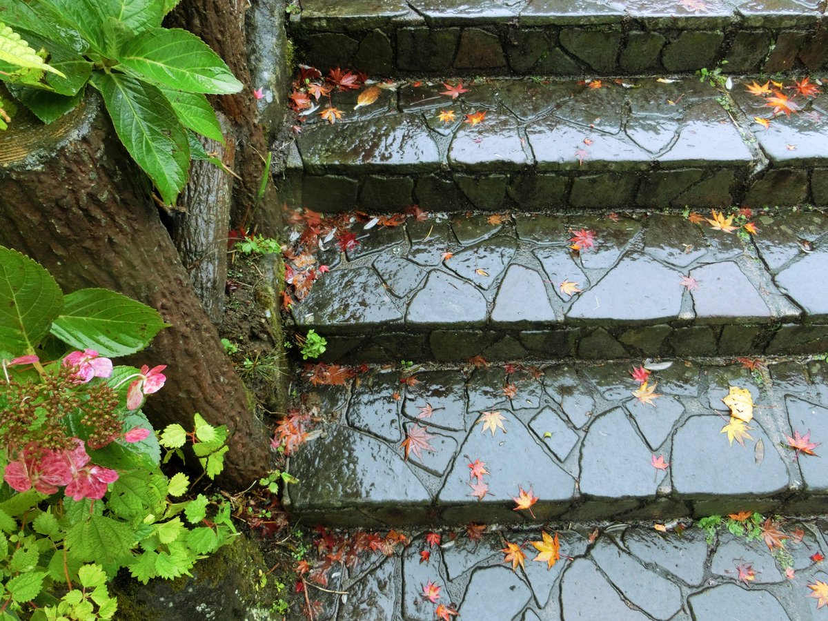 Yadokaidan's tweet photo. 雨が降ってるなあ……

#やどかい段 #雨太 #階段 #写真好きな人と繋がりたい https://t.co/ETSe72zOEE