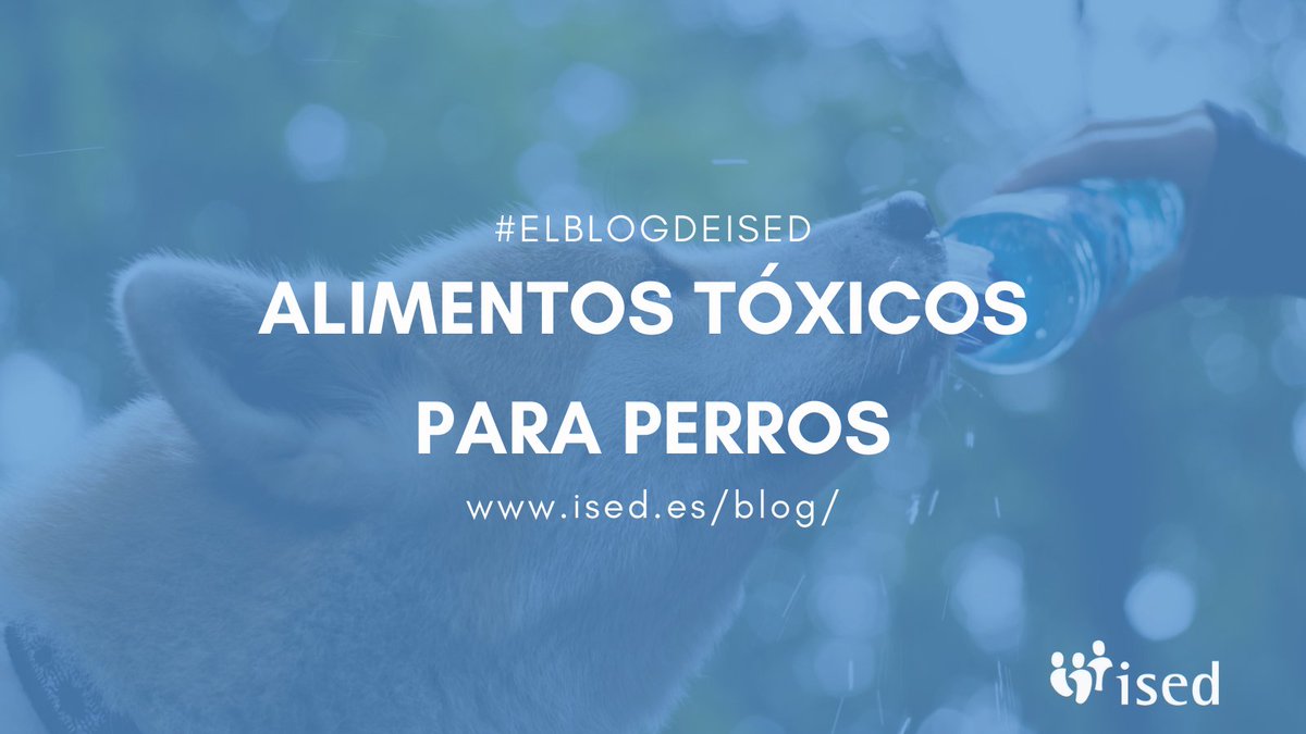 ISED_Formacion's tweet photo. Normalmente cuando una persona tiene un #perro, le gusta compartir la #comida que consume a diario. 

👇 Más información en #ElBlogdeIsed

🌍 https://t.co/kmIeSFQVm8 https://t.co/CNHQLz2wdx