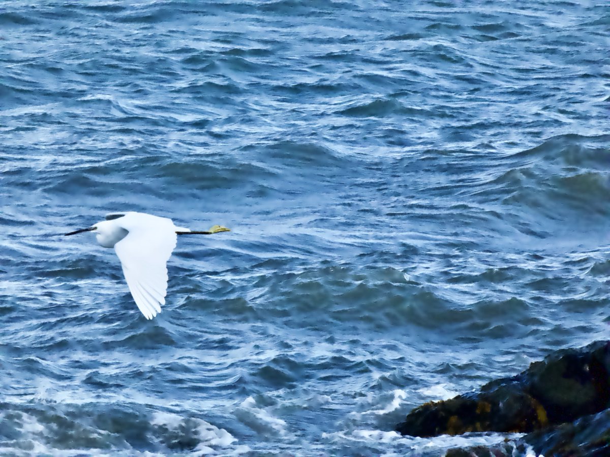 cirzh's tweet photo. Flybys #LittleEgret #RockPipit #GreenConservatonStatus #Cormorant #AmberConservationStatus #Redshank #RedConservationStatus #Skerries #Fingal #TwitterNatureCommunity #BirdsSeenIn2021 https://t.co/EMTYbR1c9H