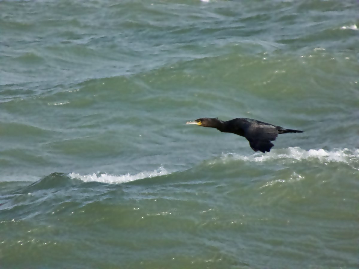 cirzh's tweet photo. Flybys #LittleEgret #RockPipit #GreenConservatonStatus #Cormorant #AmberConservationStatus #Redshank #RedConservationStatus #Skerries #Fingal #TwitterNatureCommunity #BirdsSeenIn2021 https://t.co/EMTYbR1c9H