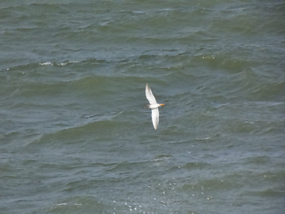 cirzh's tweet photo. Flybys #LittleEgret #RockPipit #GreenConservatonStatus #Cormorant #AmberConservationStatus #Redshank #RedConservationStatus #Skerries #Fingal #TwitterNatureCommunity #BirdsSeenIn2021 https://t.co/EMTYbR1c9H