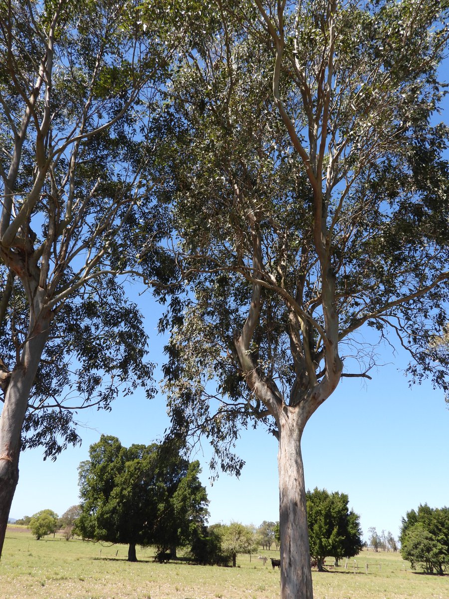 🙏🐨💖 As 2021 NSW Woman of the Year - Ballina recipient (award signed by Gladys & Bronnie) I request @Dom_Perrottet @PaulTooleMP when you tour  #RegionalNSW please visit #FriendsOfTheKoala & some of the many koala-loving farmers we work with 💕 #Ballina #Lismore #RichmondValley