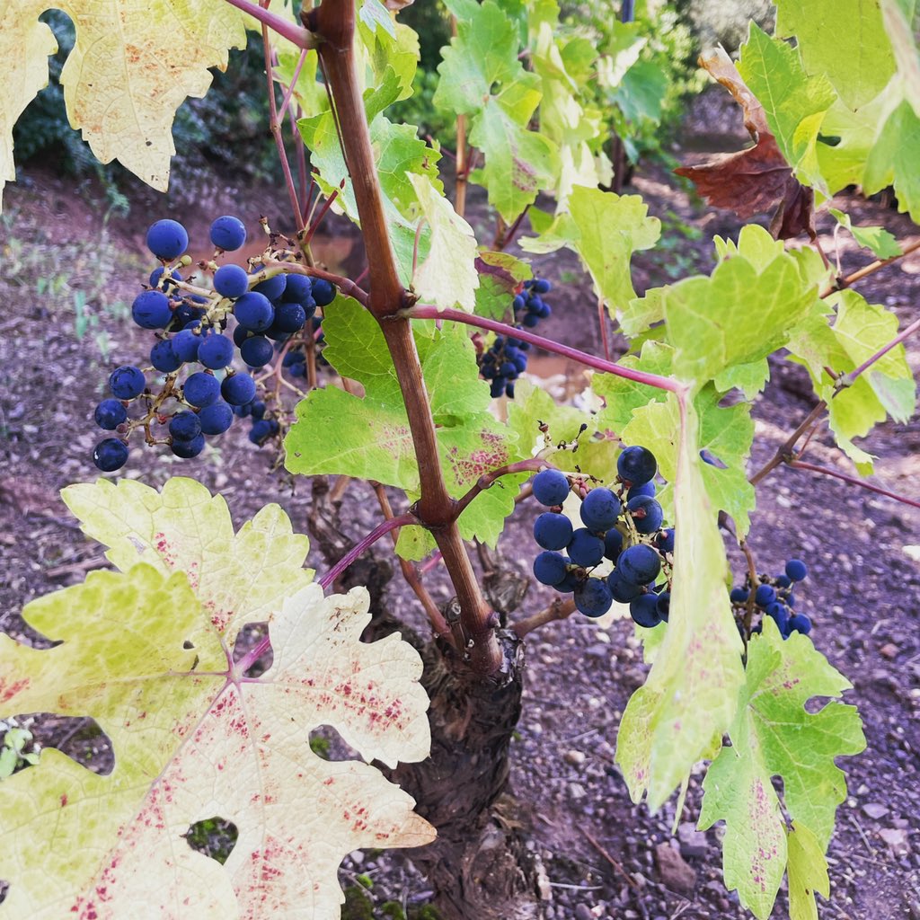PasconaMontsant's tweet photo. Així es lo #cabernetsauvignon de #lopare2021 #terrer de #llicorella #pissarra #escencia #priorart #cellerpascona #vinsdeterrer #verema2021✂️🍇🔄🍷 #vesaperelsteusomnis #30veremes #salutivi💪🍷 @domontsant #30anyspasconitzant https://t.co/5RWxXFzR3g