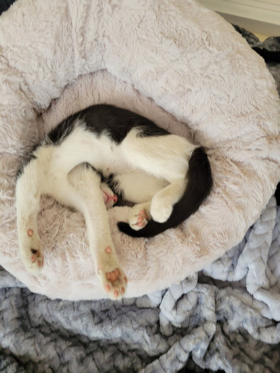 parkjimini's tweet photo. @CarmenEdano why do cats sleep like that https://t.co/9cFAcZYCT4