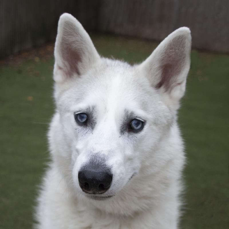 AdoptionsUk's tweet photo. Please retweet to help Troy find a home #MANCHESTER #ENGLAND 
Lovely #Husky aged 9, he has some 'spinal cord damage' adopters will need to consider this, he can live with children aged 14+ as only pet. PLEASE SHARE 🙏🍀
DETAILS or APPLY👇
https://t.co/nU8K9S6GnP
#dogs #pets #UK https://t.co/hnT3IXNFda
