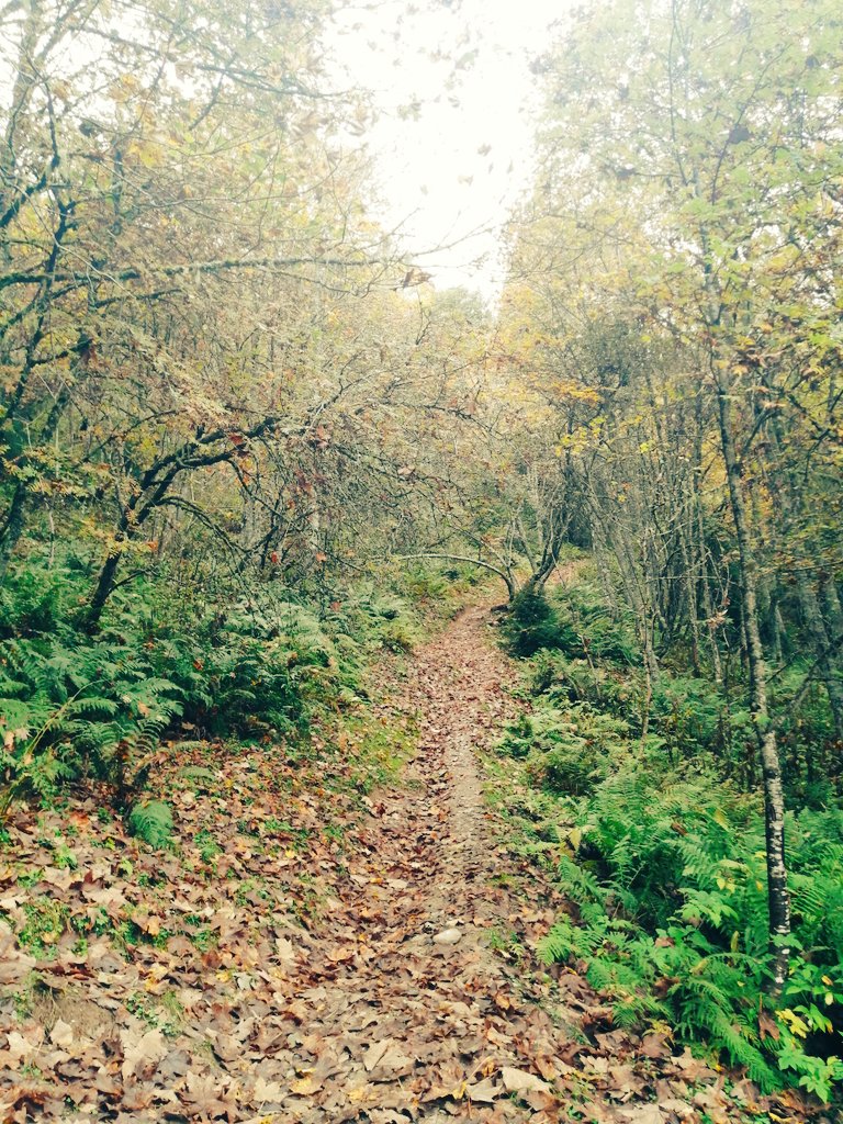Automne 🍃 💛
.
#chamonix #autumn #automne #naturecolors #forrestlife #mountainlife #outdoors #hiking #winteriscoming #travel #explore #adventures #hautesavoie #alps #alpit #desalpes #xcchamonix 👉 #yourchamonixexpert #letusarrangeyourchamonixexperience